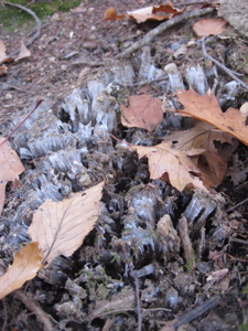 The first signs of winter - crusty frost heave on the trail.