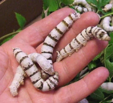 Silkworms