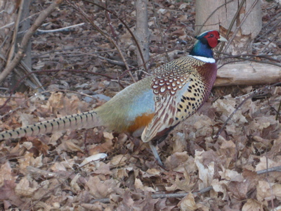 Ring-necked pheasant