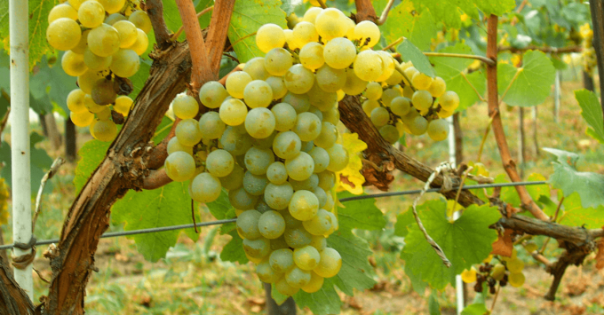 These are Muscat grapes