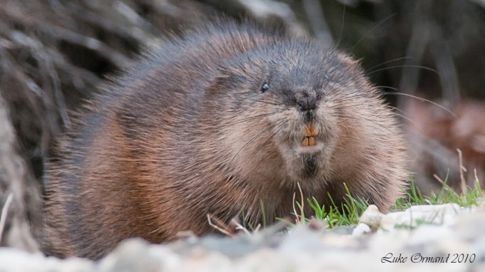 This is a muskrat.