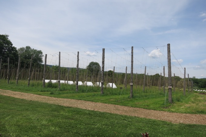 Their hop growing operation is real.