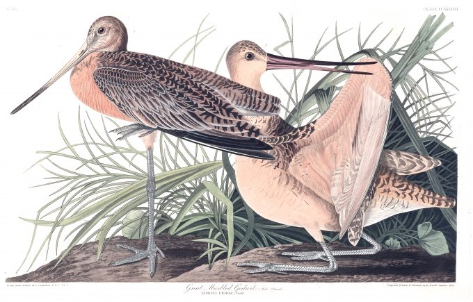 Great Marbled Godwit