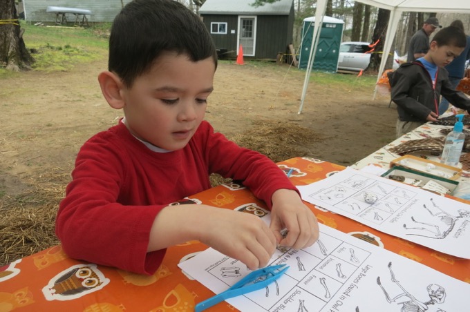 Calvin putting together a mouse skeleton from an owl pellet at Horizon Wings Raptor Rehabilitation Center in Ashford