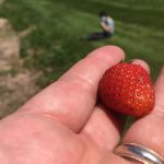 Strong Family Farm