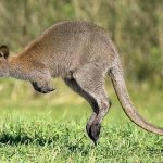New Haven Looks Like a Wallaby