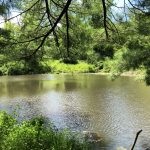 Beetle Bung Pond