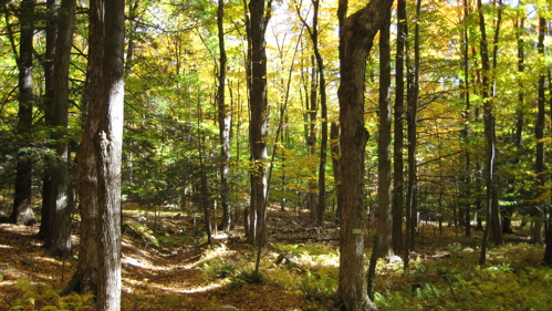 Autumn woods, McLean Game Refuge, Granby