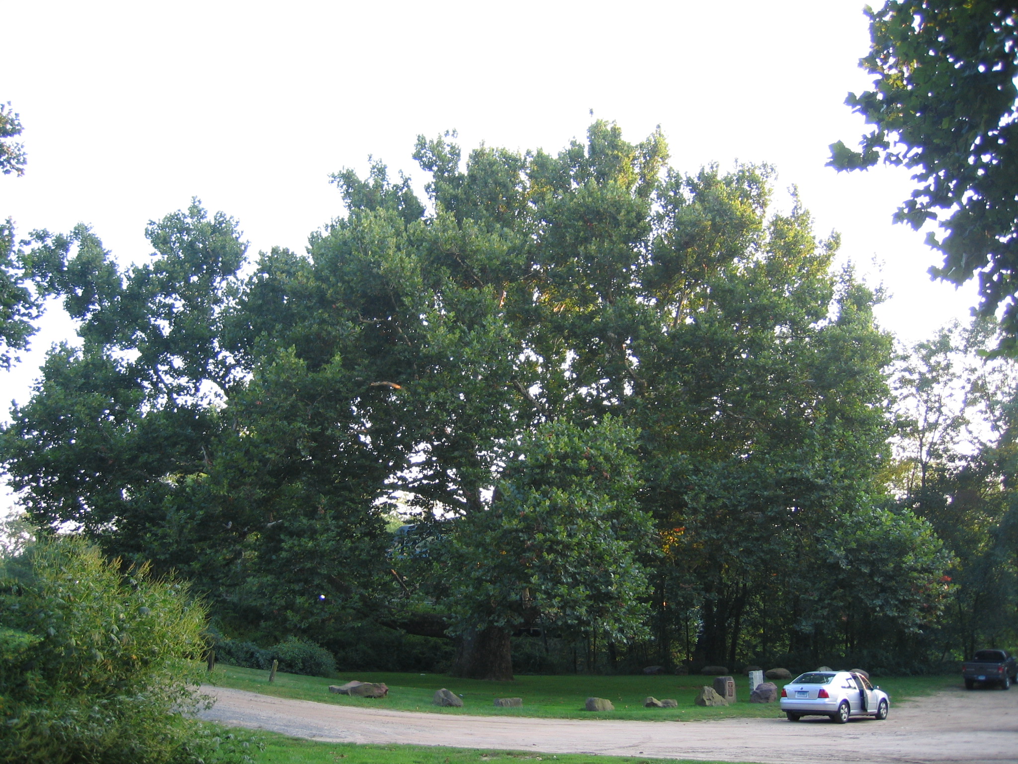 The beautiful Pinchot Sycamore