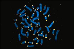 A telomere is a region of highly repetitive DNA at the end of a linear chromosome that functions as a disposable buffer.