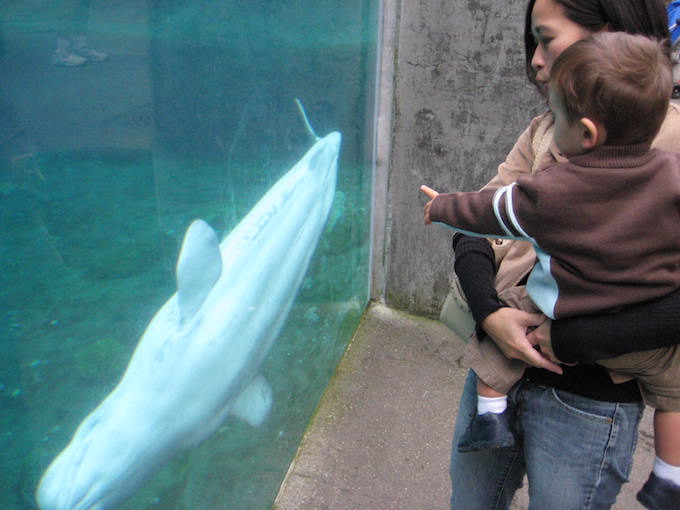 There are still Belugas in 2016.