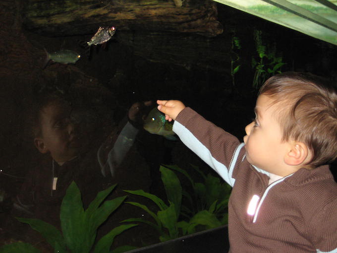 Fortunately, Damian was at an age where his papa can just make-up the type of fish he’s so excited about. “Ah yes, that’s the Amazonian Bubbers Fish.”