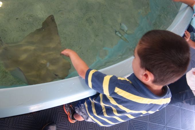 Damian with a ray during a 2014 visit