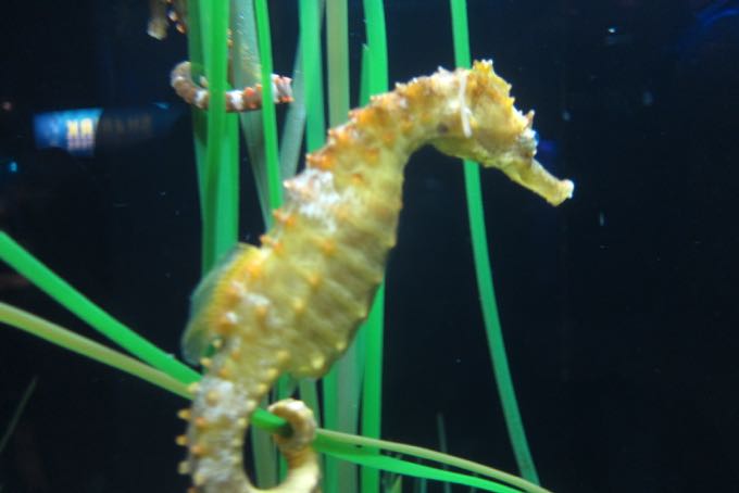 Seahorses are just straight up rad.