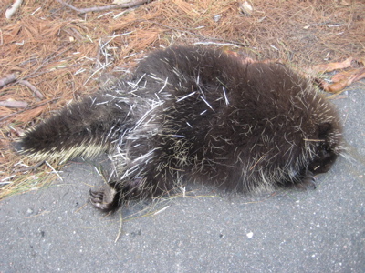 For whatever reason, people seem surprised we have porcupines in Connecticut