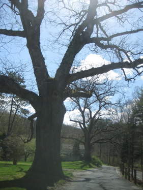 Here's a tree from the driveway.