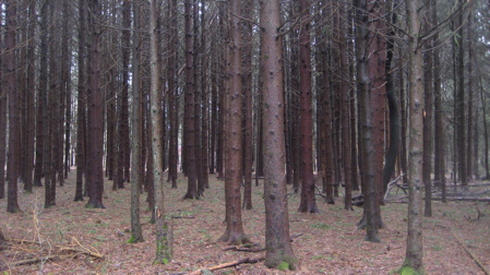 stpine