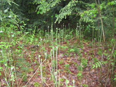 Ferny fern ferns