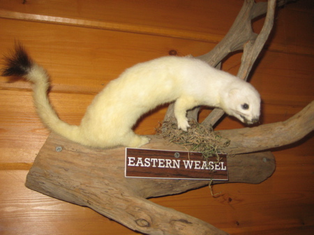 Weasel!