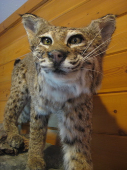 and bobcat!