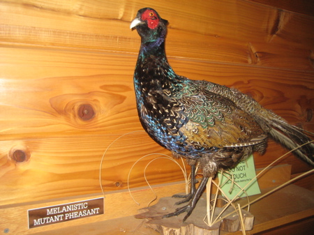 Melanistic Mutant pheasant