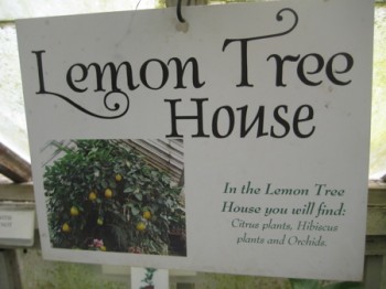 118-(and counting)-Year-Old Lemon Tree