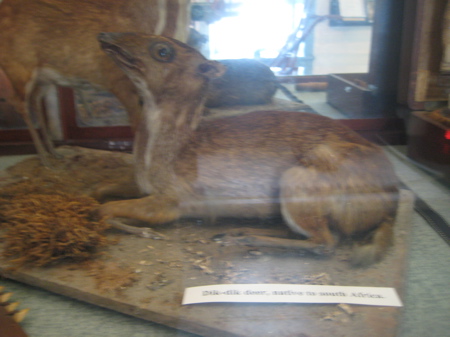 Here's a dik dik. Because every lighthouse museum in Connecticut should have a dik dik.