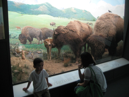 Grass Surprise!  Museum Model Making at Yale Peabody