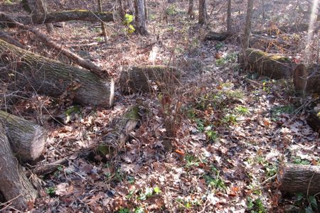 Tiny trail yet, someone cut the trees from the path. Amazing.