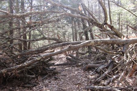 Some serious trail clearing here. Why leave those 2 branches though?