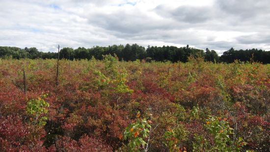 View from platform at Simsbury Land Trust's Bog Walk