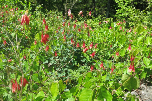 Loads of Red (a.k.a. Eastern) Columbine along the way and at the top.