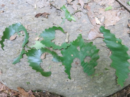 Gypsy Moth caterpillar art.