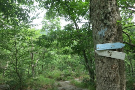 Reaching the blue trail at the ridgeline was wonderful.