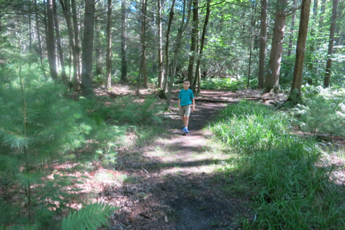 Flat beginning, among the baby pines