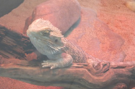 Just a Bearded Dragon in a hallway display