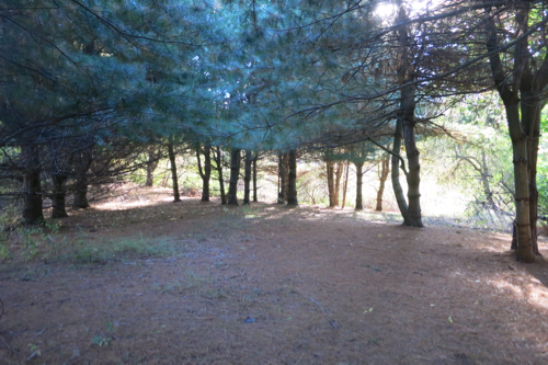 Nice pine grove for camping... if you could camp here. if Route 185 wasn't 30 feet away.