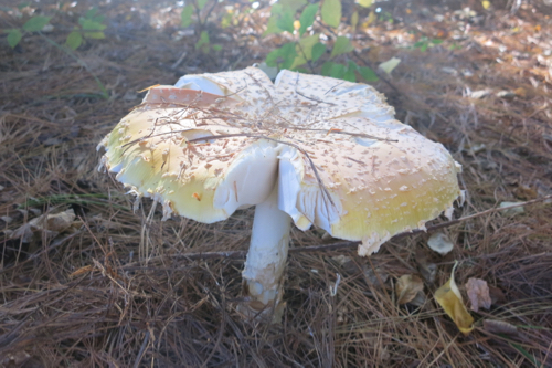 Giant mushroom 
