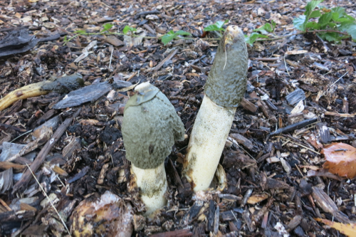 Giant stinkhorns