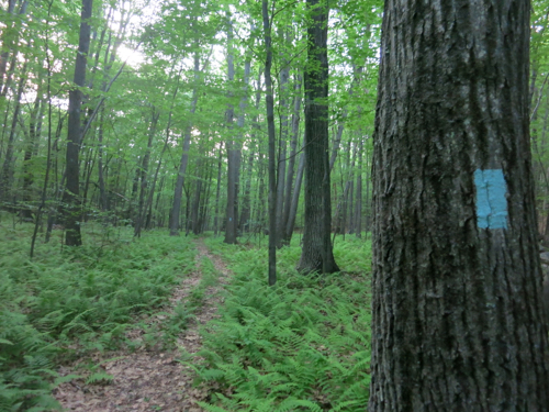 Here's the plain blue Taine Mountain Trail that goes out to Taine Mountain Road