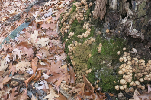 Puffballs!