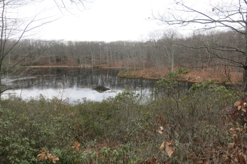 Beaver lodge!