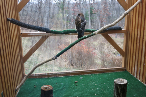 Red-tailed hawk 