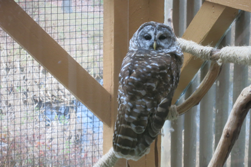 HOOdini the Barred Owl