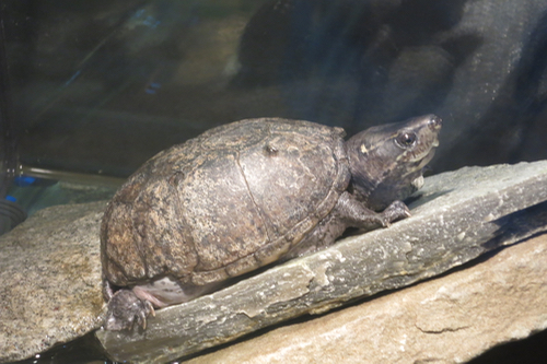 Musk turtle 