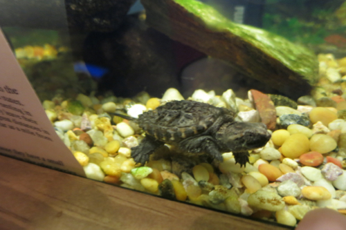 Snapping turtle 