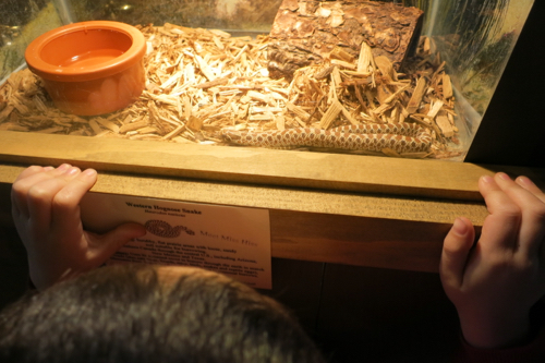 Western hognose snake