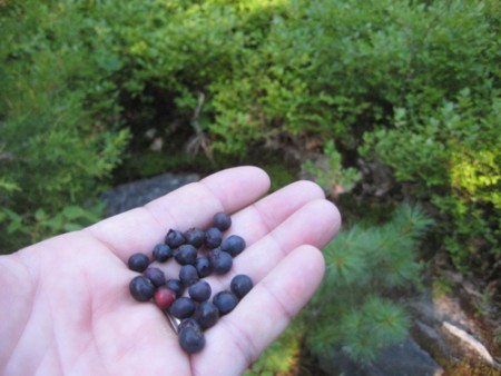 Blueberries!