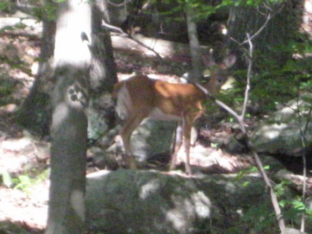 Hike at dawn and you'll see more wildlife. I promise.