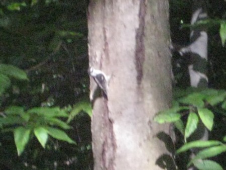 Downy Woodpecker!